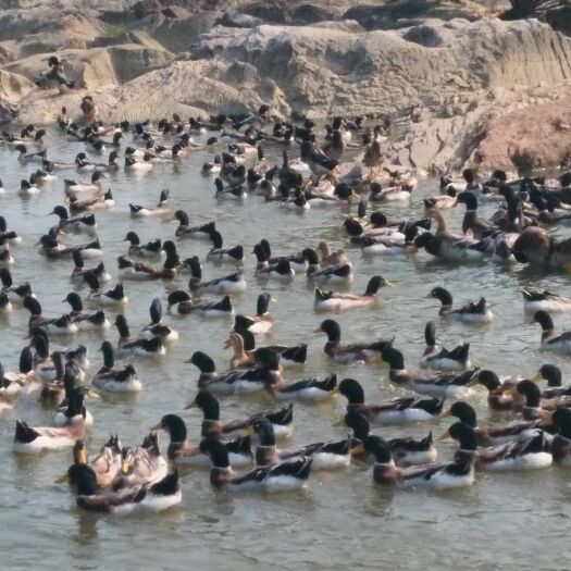 宾阳县 清水河玉米青头鸭