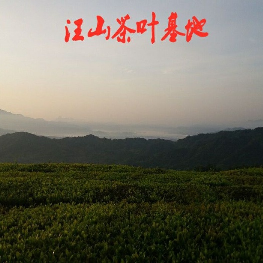 英山县龙井茶  大别山高山2021年春季炒青绿茶