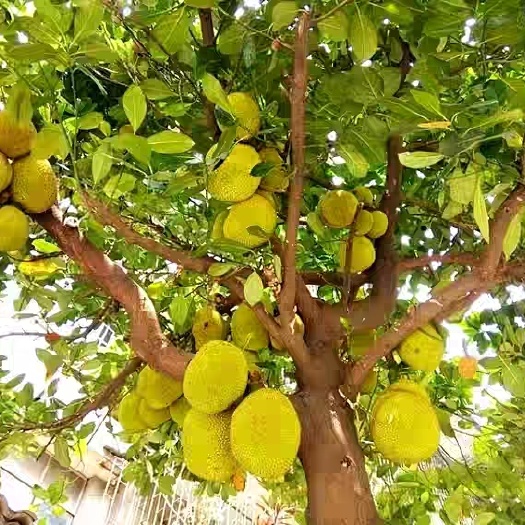 灵山县海南菠萝蜜苗 海南四季菠萝蜜优选嫁接接苗木 杯苗带土带叶发货