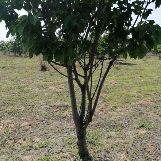 红富士苹果苗 苹果树