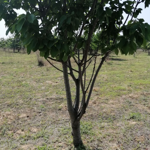 武城县红富士苹果苗 苹果树