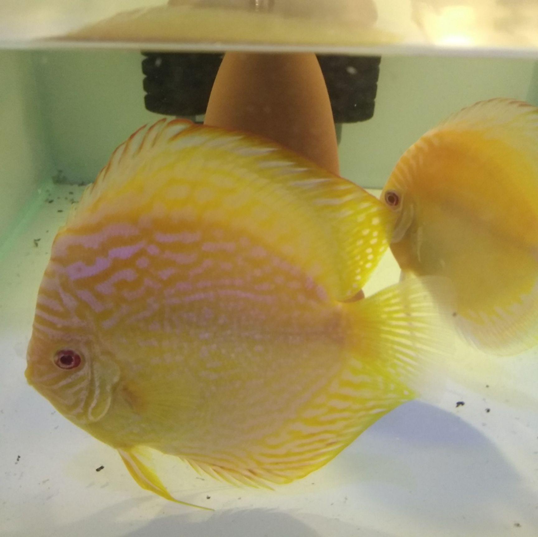 七彩神仙鱼 热带活体观赏宠物七彩鱼黄金（红眼亦曈）3-5厘米含尾苗子出售
