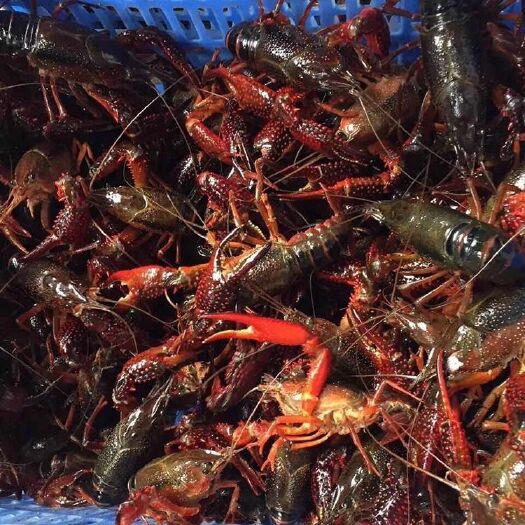 荆门中国龙虾 一手货源价格实惠