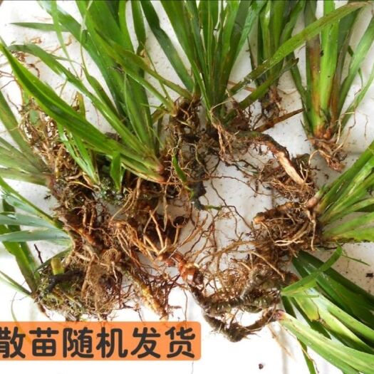 石菖蒲苗  小石菖蒲苗   药用价值高  基地直销 包邮