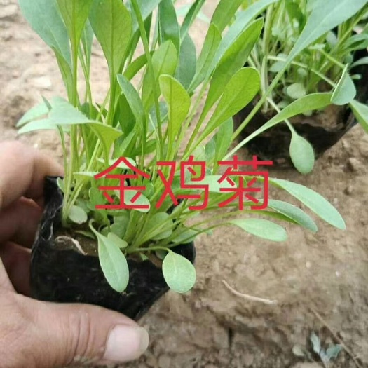 青州市金鸡菊苗 常年出售金鸡菊，黑心菊，天人菊，荷兰菊等各种菊花