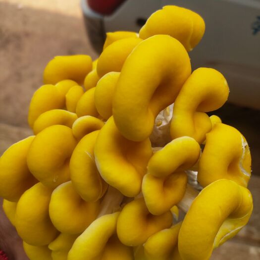 寻甸县 云南鸡油菌美味可口欢迎来看