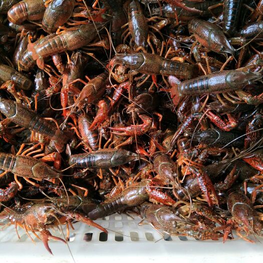 沅江市龙虾尾 12-18个月