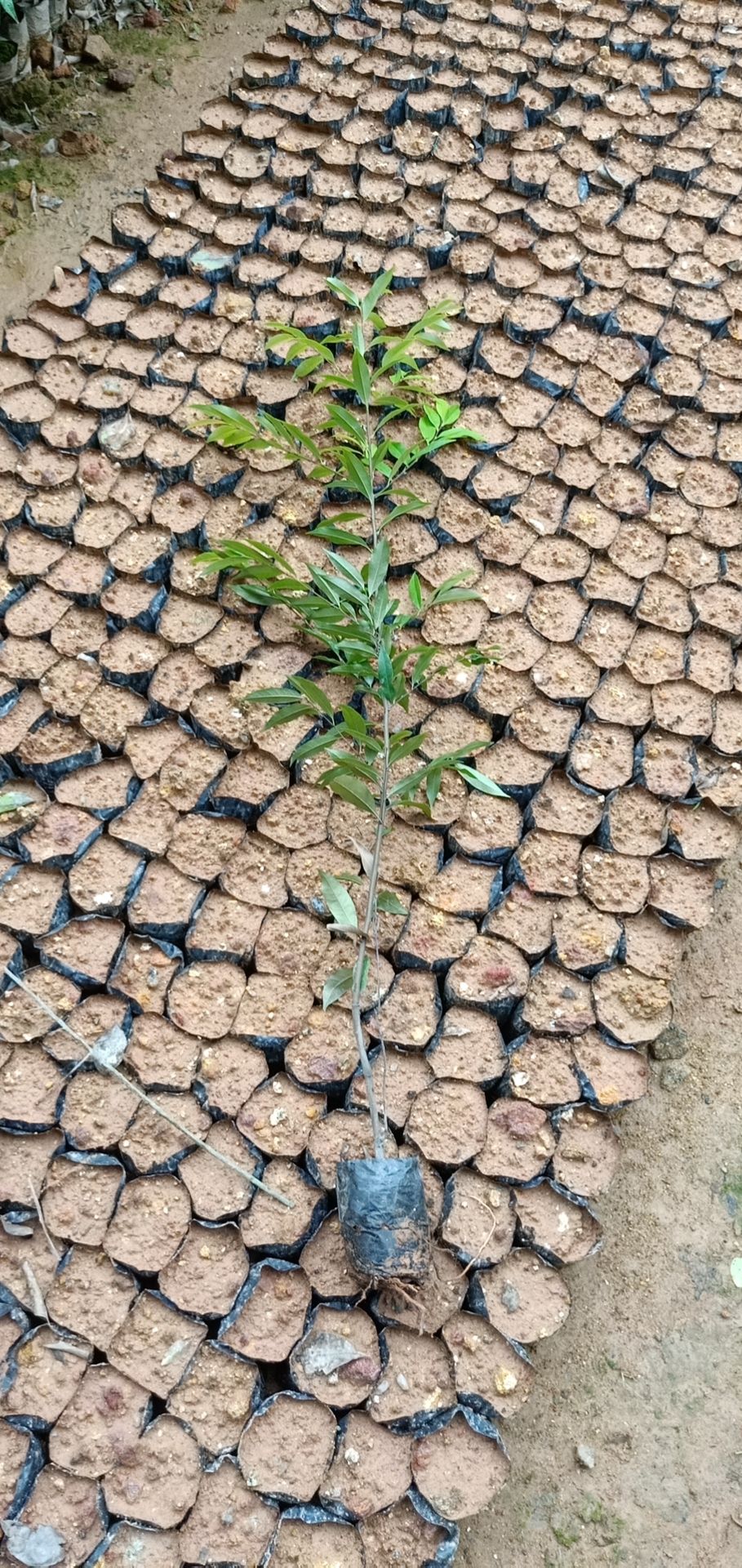 红椎树苗 红椎苗（标准规格60高）杯苗