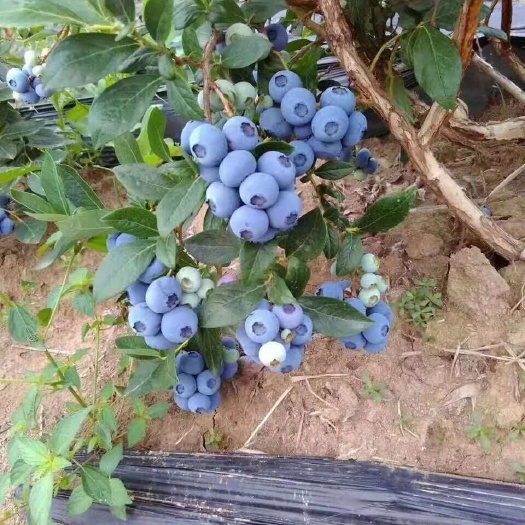 东海县 生态蓝莓大量供应