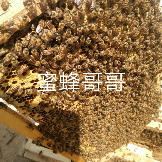 长沙 湖南长沙城里就能买到蜜蜂蜂群蜂王蜂药养蜂工具可现场舀蜂蜜