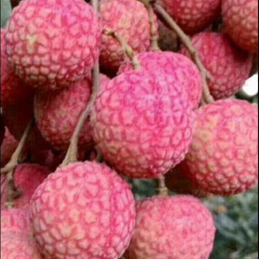 禾荔荔枝  品尝荔枝三两颗，不过瘾就找我
桂味、丁香、禾荔，