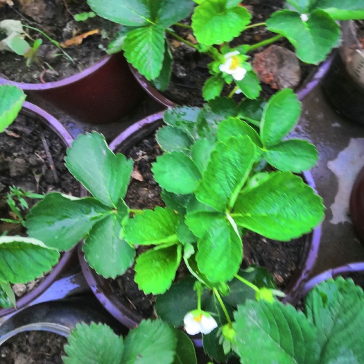 惠来县妙香草莓苗 10~20公分 营养袋苗