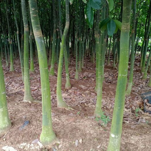 湛江独杆发财树  发财树