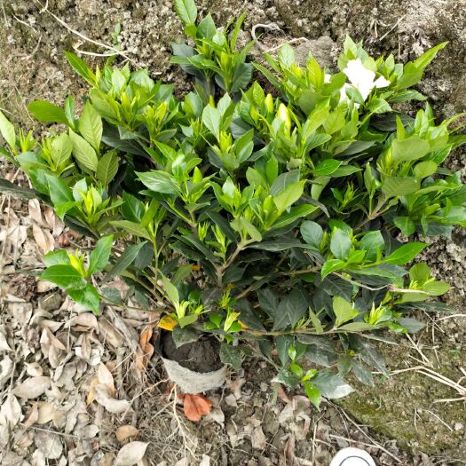 基地直銷(xiāo)16規(guī)格梔子花，四季梔子，
5.5一盆，500棵起批