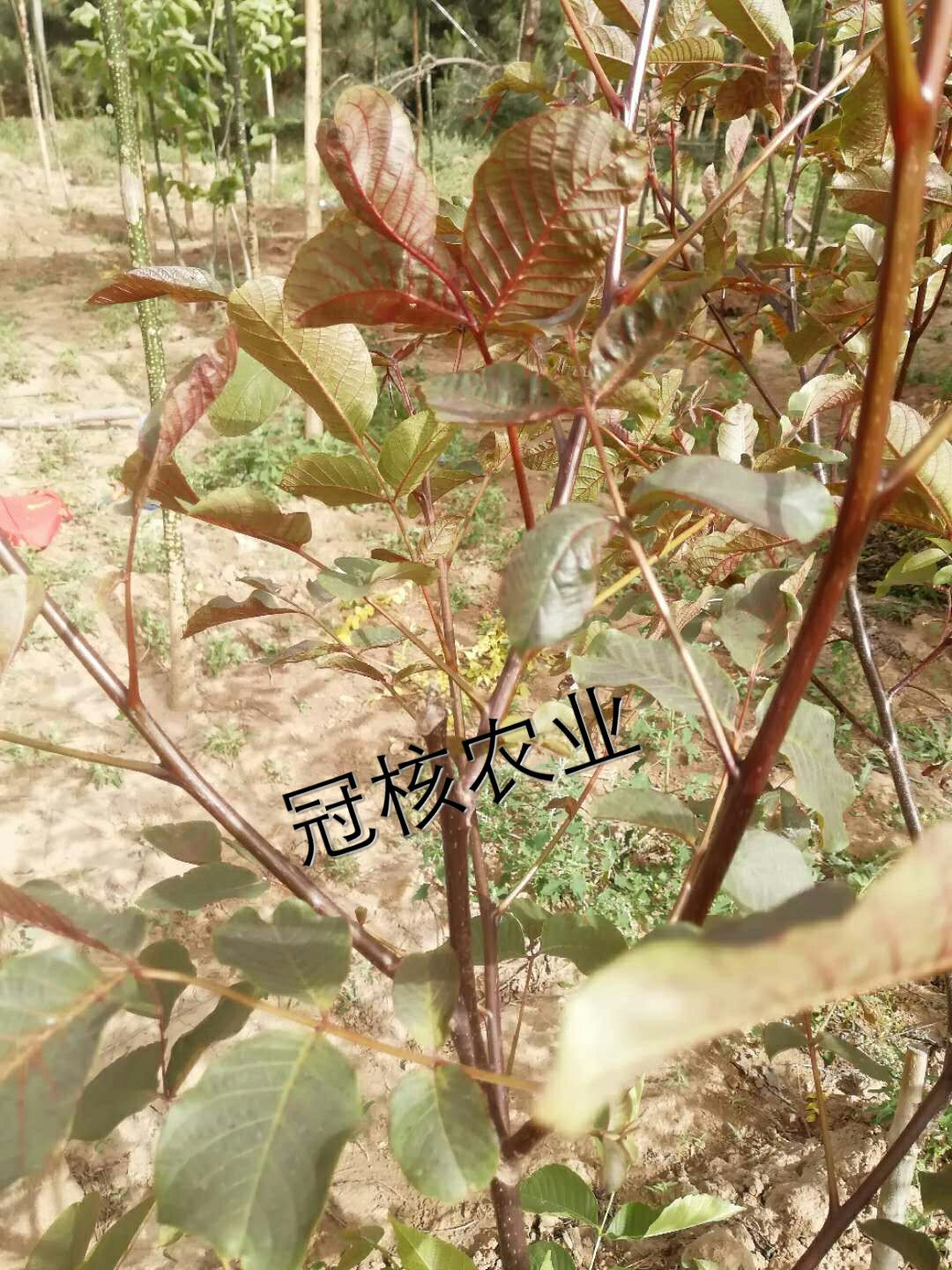 嫁接核桃苗  核桃嫁接枝条 核桃接穗核桃嫁接方法