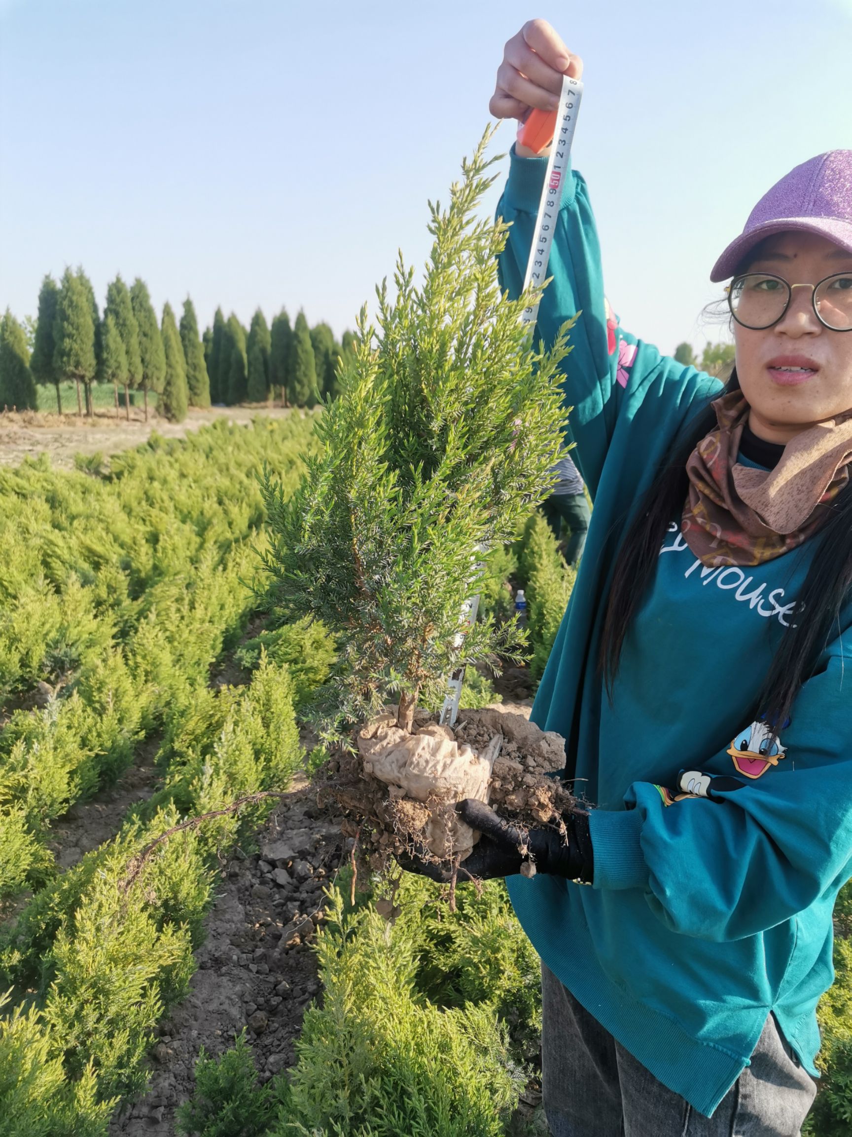 望都塔桧 刺柏 圆柏 桧柏 侩柏 塔侩 望都侩 造型柏