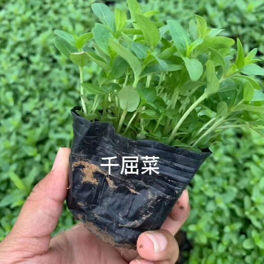 青州市 千屈菜多年生宿根草本植物，高40—120厘米，花期6-10