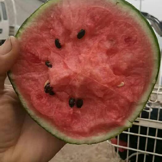 商河县 皮薄 脆甜  耐运输的冰糖翠玉小型西瓜大量批发