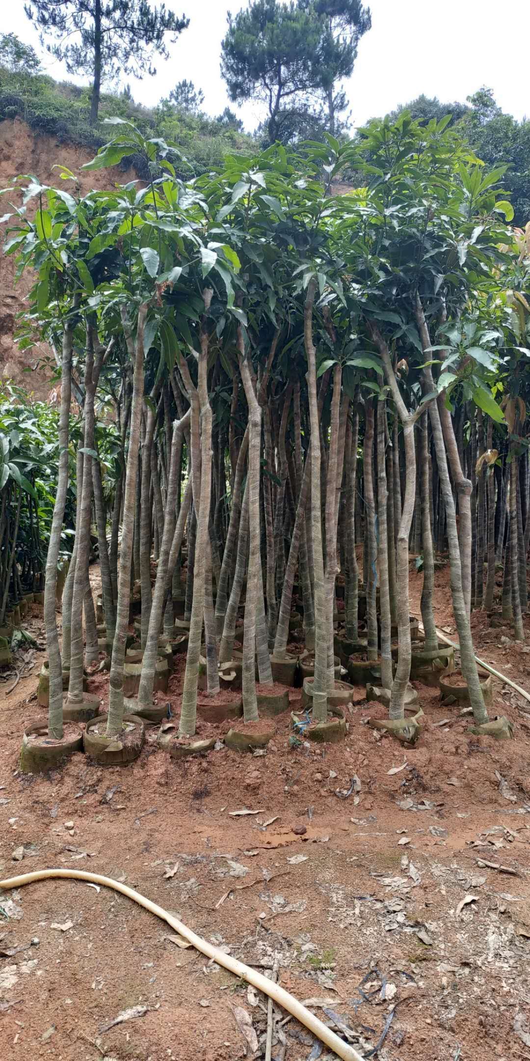 芒果苗金煌台农桂七四季芒红贵妃优选嫁接芒果树苗地栽盆栽