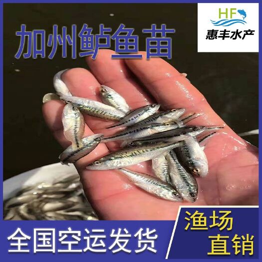 广州 鲈鱼苗   优质好养   已驯化吃饲料   加州鲈鱼苗