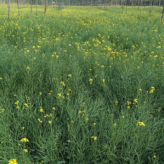 青县油菜籽