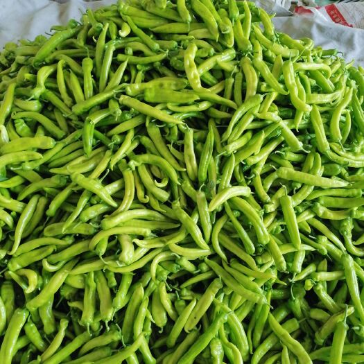 青州市电商货，尖椒头，园椒头，等各种蔬菜头