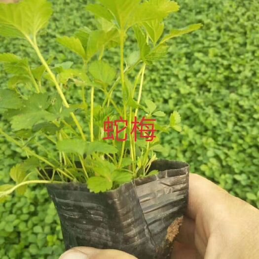 青州市草花 常年出售莓，三叶委凌草，五叶委凌草等