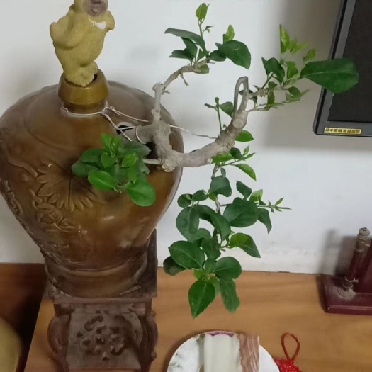 东山县悬崖榕盆景 各种盆景