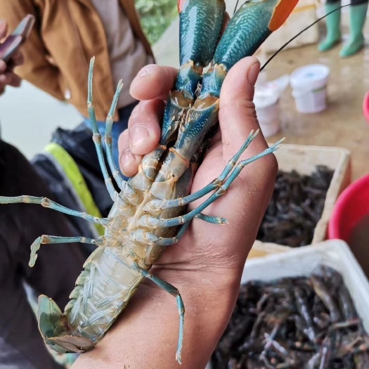 钦州澳洲淡水龙虾 全程喂鱼肉酱南瓜黄豆的澳龙，欢迎来现场参观购买