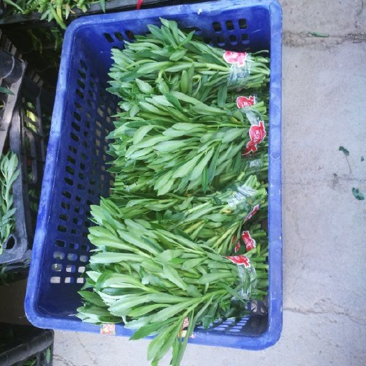 莘县宽叶费菜 高钙菜，（养心菜）