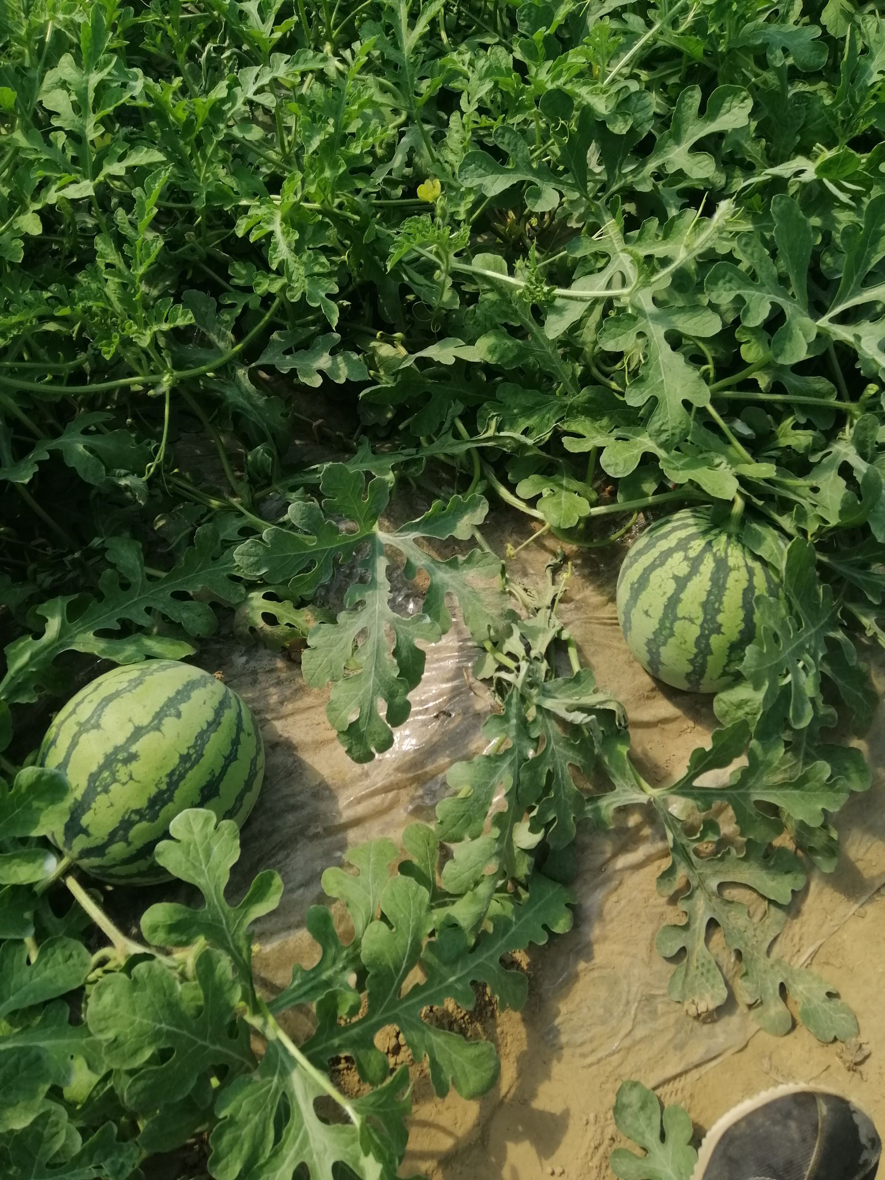  精品8424麒麟西瓜，美都