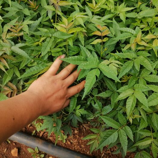 弥勒市 云南四季红油香椿苗
