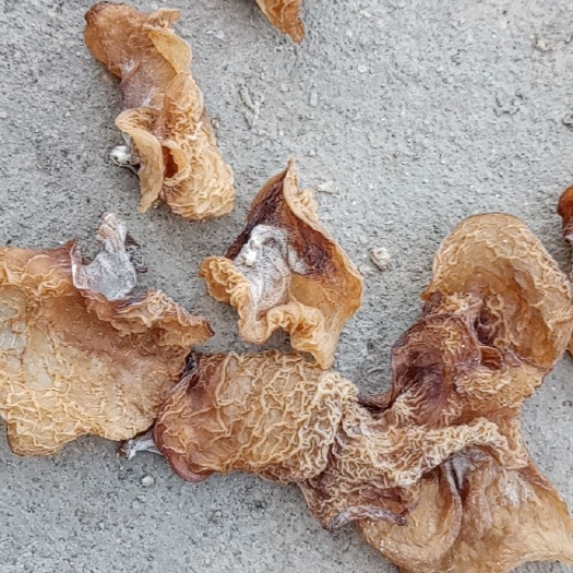 鱼台县羊肚耳