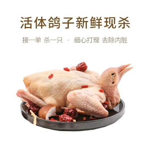 阳谷县一件代发新鲜乳鸽土鸽子农家散养鸽子放飞新鲜现杀速冻包邮