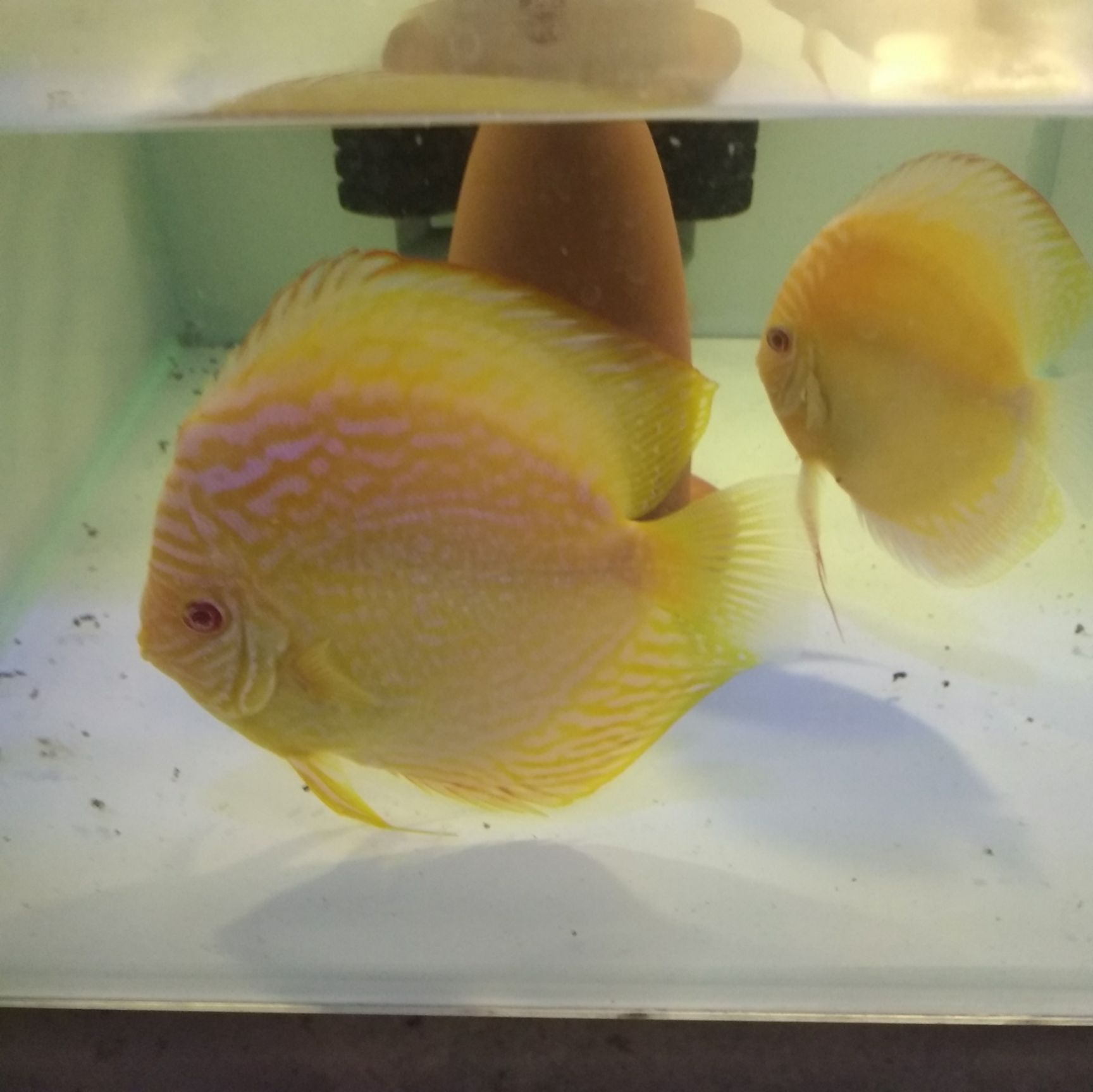 七彩神仙鱼 热带活体观赏宠物七彩鱼黄金（红眼亦曈）3-5厘米含尾苗子出售