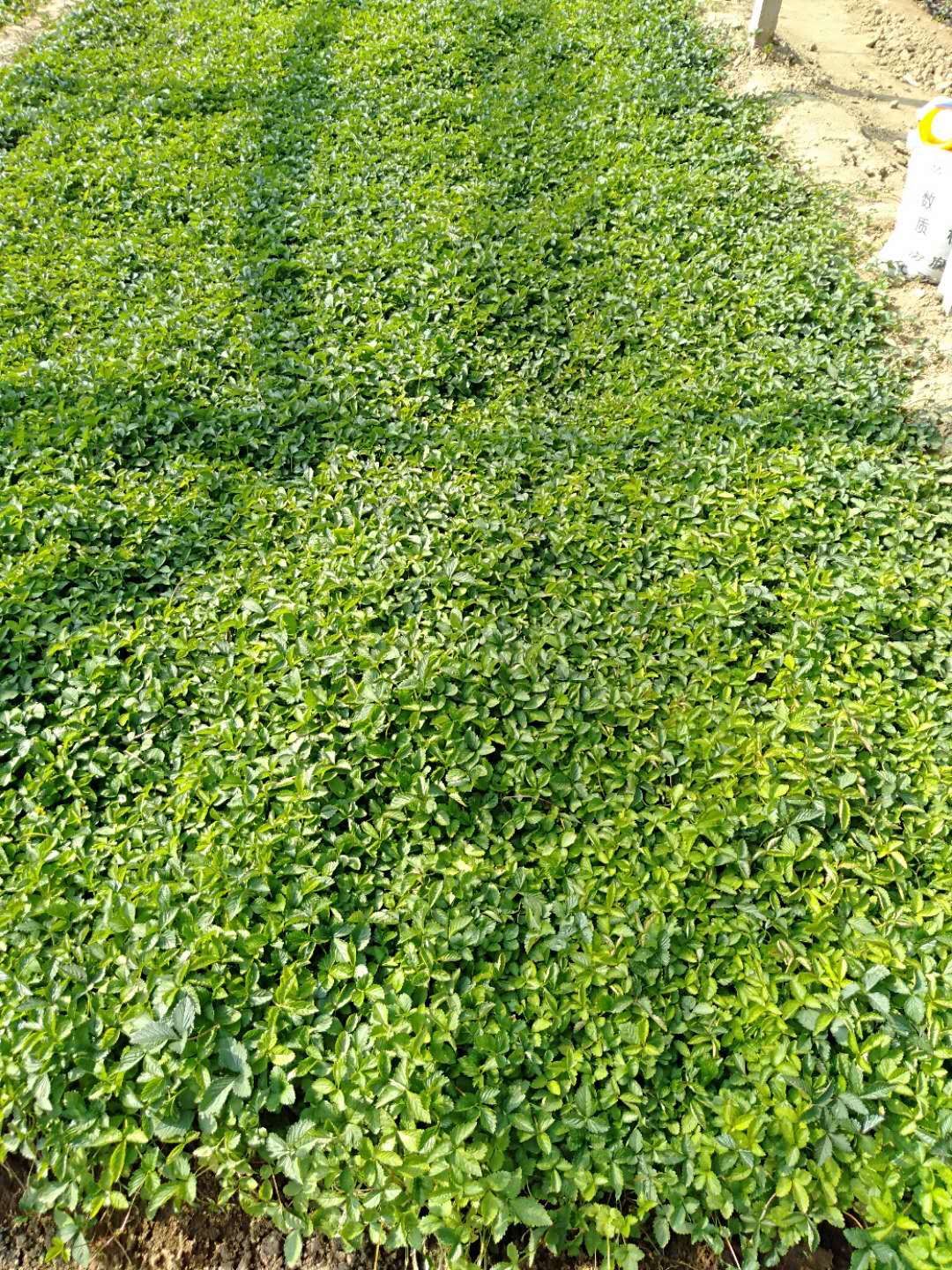  千屈菜多年生宿根草本植物，高40—120厘米，花期6-10