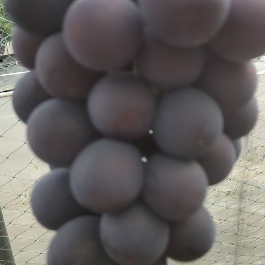 夏黑葡萄 夏黑全红了！有想法的老板看过来