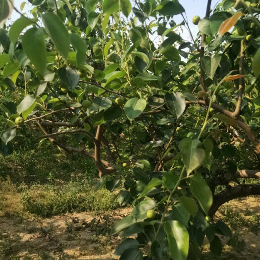 饶阳县皇冠梨 清肺果
