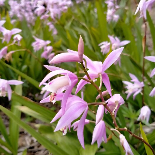 山阳县 紫花白芨苗