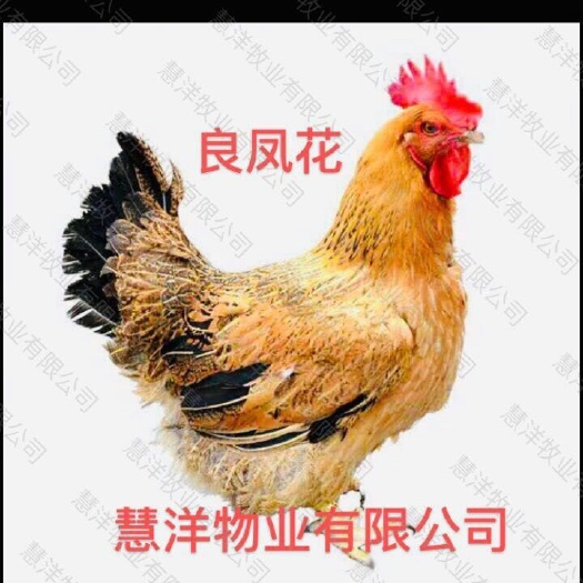南宁良凤花鸡苗 包打疫苗 包运输存活 质量可靠