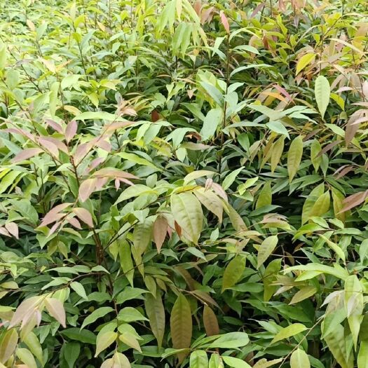 广州红椎树苗 红椎苗（标准规格60高）杯苗