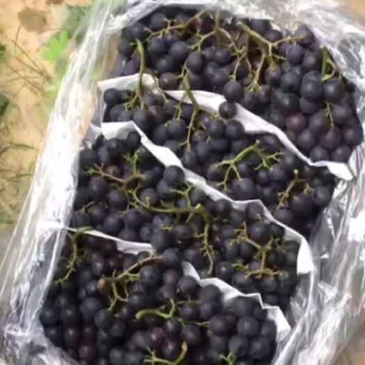 饶阳县 黑宝熟了