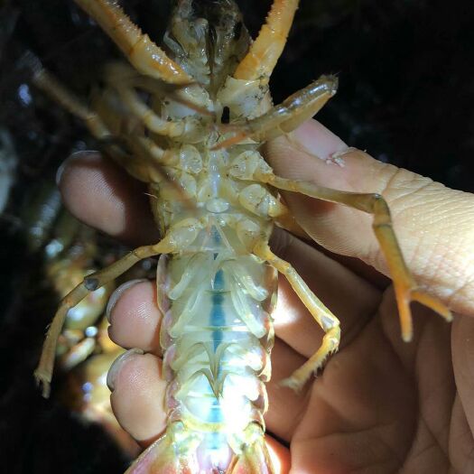 阳新县清水小龙虾 清水虾，统货
