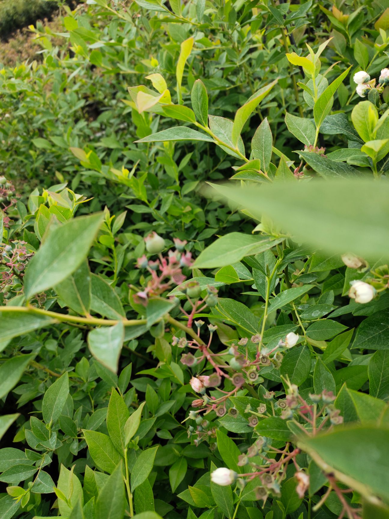 莱克西蓝莓苗  蓝莓苗 兔眼 奥尼尔 蓝丰 绿宝石 客来西 等品种蓝莓