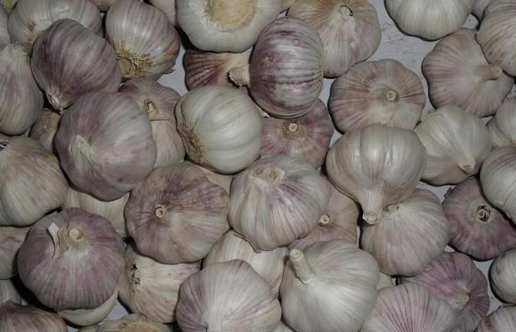 菏泽 山东大蒜