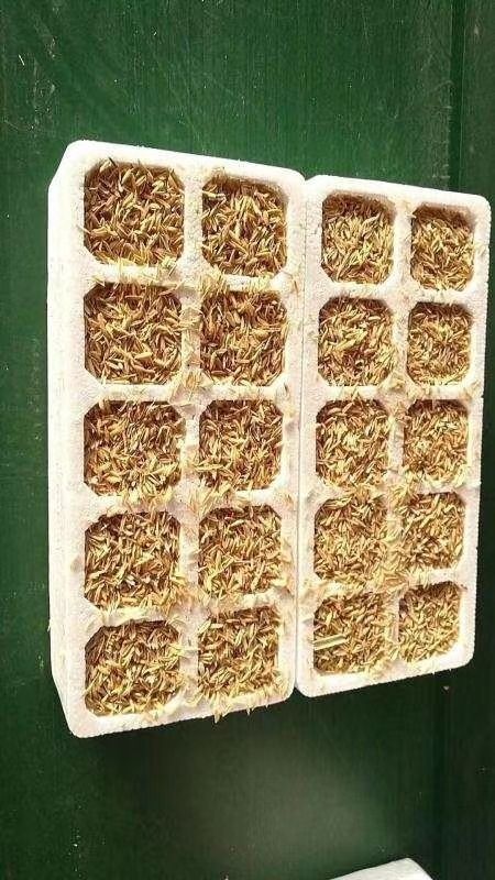 南阳 土鸡蛋40枚22