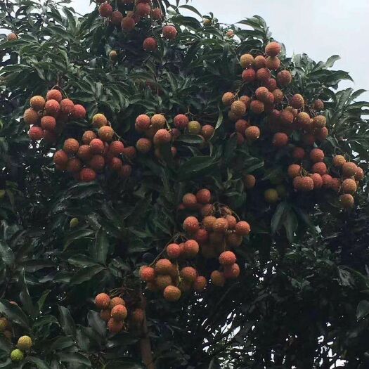 化州市妃子笑荔枝 茂名化州特产白糖罂