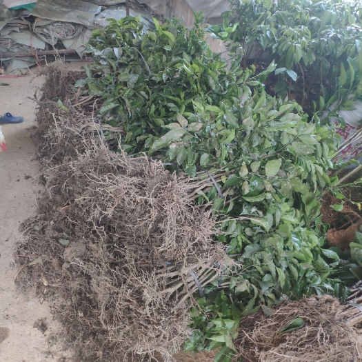 灵山县荔枝 仙进奉荔枝苗，嫁接苗.1-1.2公分头径
