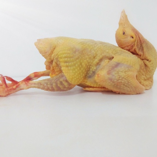 南宁 无公害饲养乳鸽及鸽系列产品
