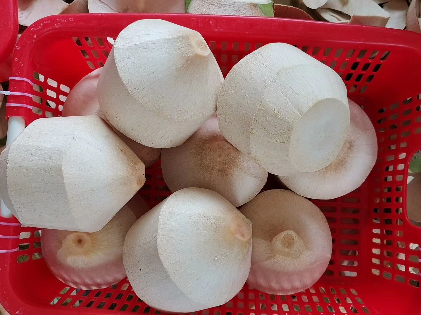 椰子  海南椰青:厂家直销:整车批发:(九个装)